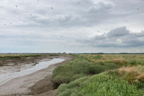 Banks Marsh