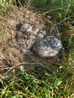 Bowland 2026 nest with chicks