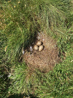 Bowland 2026 nest with eggs