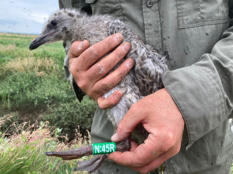 Herring Gull chick
